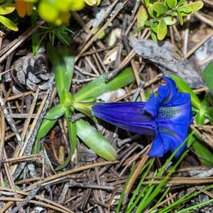 Photographie n°2511511 du taxon Gentiana angustifolia Vill.