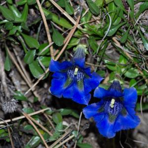 Photographie n°2511513 du taxon Gentiana angustifolia Vill.