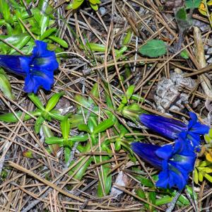 Photographie n°2511514 du taxon Gentiana angustifolia Vill.