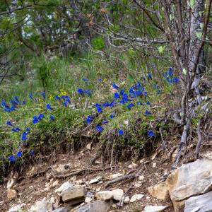 Photographie n°2511515 du taxon Gentiana angustifolia Vill.