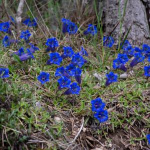 Photographie n°2511516 du taxon Gentiana angustifolia Vill.