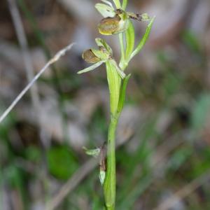 Photographie n°2511522 du taxon Ophrys virescens Philippe