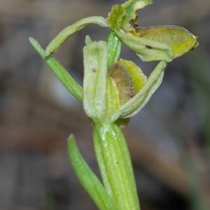 Photographie n°2511523 du taxon Ophrys virescens Philippe