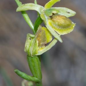 Photographie n°2511525 du taxon Ophrys virescens Philippe