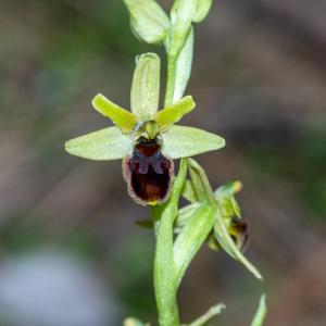 Photographie n°2511526 du taxon Ophrys virescens Philippe