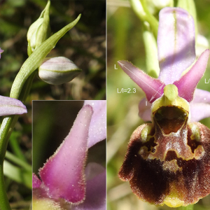 Photographie n°2511553 du taxon Ophrys fuciflora (F.W.Schmidt) Moench subsp. fuciflora