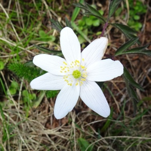 Photographie n°2511561 du taxon Anemone nemorosa L. [1753]