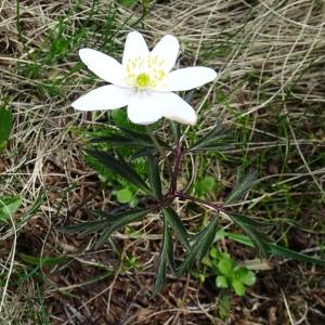 Photographie n°2511563 du taxon Anemone nemorosa L. [1753]