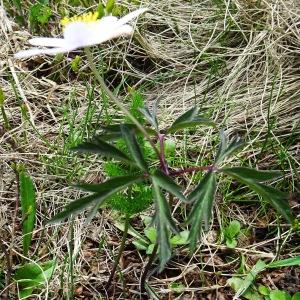 Photographie n°2511564 du taxon Anemone nemorosa L. [1753]