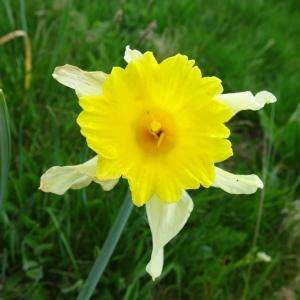 Photographie n°2511571 du taxon Narcissus bicolor L. [1762]