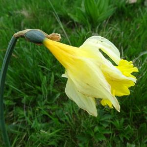 Photographie n°2511573 du taxon Narcissus bicolor L. [1762]