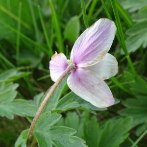 Photographie n°2511578 du taxon Anemone nemorosa L. [1753]