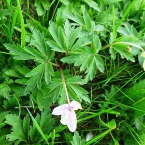 Photographie n°2511580 du taxon Anemone nemorosa L. [1753]