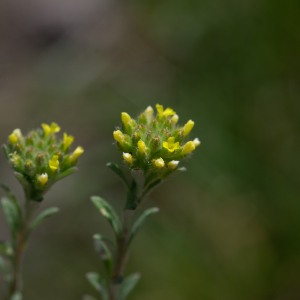 Photographie n°2511586 du taxon Alyssum alyssoides (L.) L.