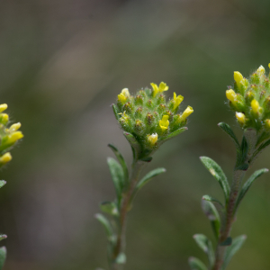 Photographie n°2511588 du taxon Alyssum alyssoides (L.) L.