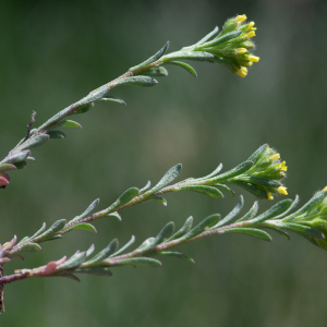 Photographie n°2511589 du taxon Alyssum alyssoides (L.) L.