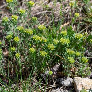 Photographie n°2511590 du taxon Alyssum alyssoides (L.) L.