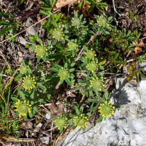 Photographie n°2511591 du taxon Alyssum alyssoides (L.) L.