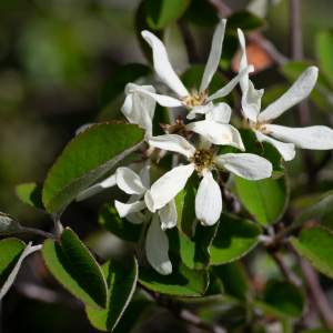 Photographie n°2511592 du taxon Amelanchier ovalis Medik.