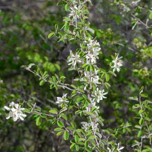 Photographie n°2511593 du taxon Amelanchier ovalis Medik.