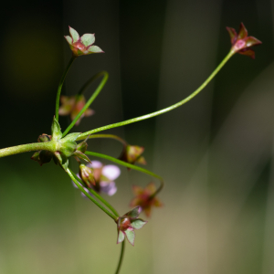 Photographie n°2511595 du taxon Androsace chaixii Gren.