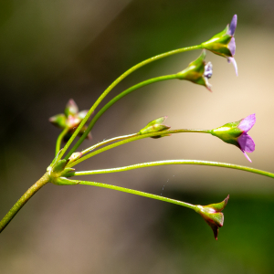 Photographie n°2511600 du taxon Androsace chaixii Gren.