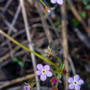 Photographie n°2511603 du taxon Androsace chaixii Gren.