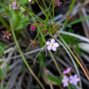 Photographie n°2511606 du taxon Androsace chaixii Gren.