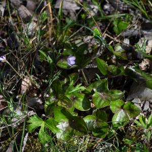 Photographie n°2511620 du taxon Anemone hepatica L.