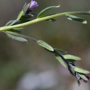  - Buglossoides arvensis subsp. permixta (Jord.) R.Fern. [1971]