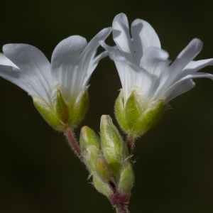 Photographie n°2511670 du taxon Cerastium arvense subsp. suffruticosum (L.) Ces. [1844]