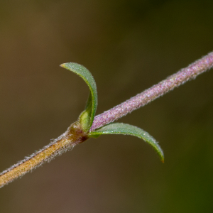 Photographie n°2511671 du taxon Cerastium arvense subsp. suffruticosum (L.) Ces. [1844]