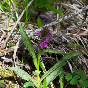 Photographie n°2511682 du taxon Dactylorhiza majalis subsp. majalis