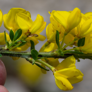 Photographie n°2511694 du taxon Genista pilosa L. [1753]