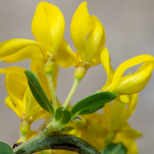 Photographie n°2511697 du taxon Genista pilosa L. [1753]