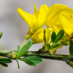 Photographie n°2511700 du taxon Genista pilosa L. [1753]