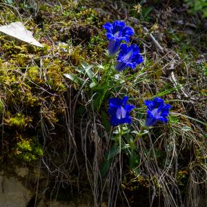 Photographie n°2511707 du taxon Gentiana angustifolia Vill. [1787]