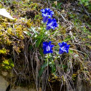 Photographie n°2511708 du taxon Gentiana angustifolia Vill. [1787]
