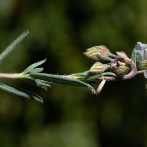 Photographie n°2511709 du taxon Helianthemum apenninum (L.) Mill.