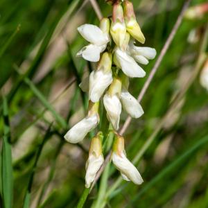 Photographie n°2511723 du taxon Lathyrus pannonicus var. asphodeloides (Gouan) Sirj.