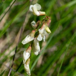 Photographie n°2511724 du taxon Lathyrus pannonicus var. asphodeloides (Gouan) Sirj.