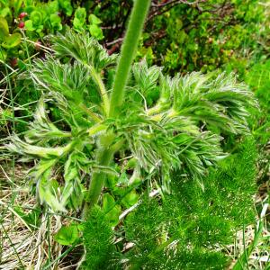 Photographie n°2511760 du taxon Anemone alpina L. [1753]