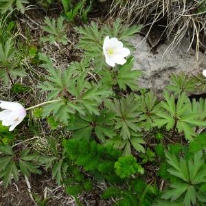 Photographie n°2511766 du taxon Anemone nemorosa L. [1753]