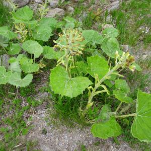 Photographie n°2511774 du taxon Petasites albus (L.) Gaertn. [1791]