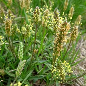 Photographie n°2511778 du taxon Plantago alpina L. [1753]