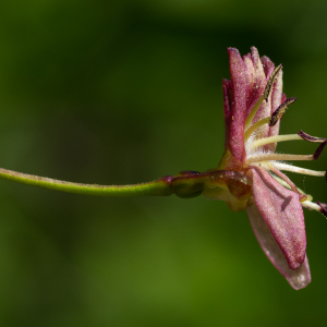 Photographie n°2511790 du taxon Lonicera alpigena L.