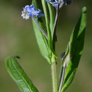 Photographie n°2511795 du taxon Myosotis alpestris F.W.Schmidt [1794]