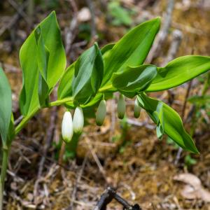 Photographie n°2511816 du taxon Polygonatum odoratum (Mill.) Druce [1906]