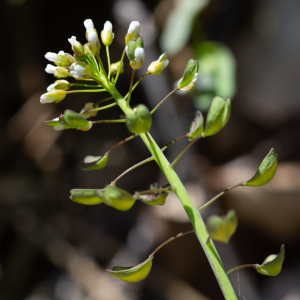 Photographie n°2511830 du taxon Thlaspi perfoliatum L. [1753]