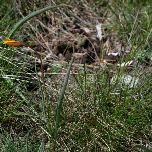 Photographie n°2511834 du taxon Tulipa sylvestris subsp. australis (Link) Pamp.